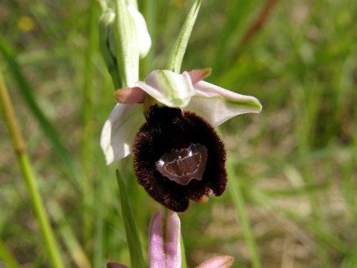 variabilit nella macula di Ophrys bertoloni