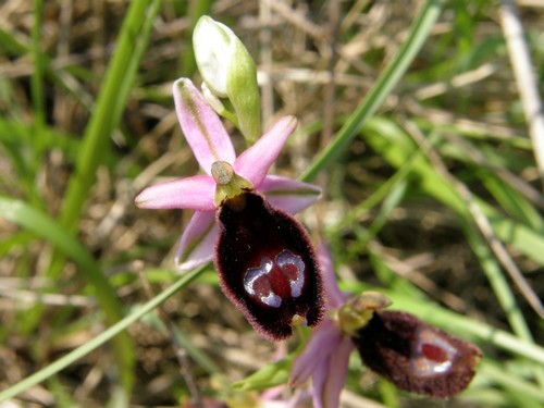 variabilit nella macula di Ophrys bertoloni