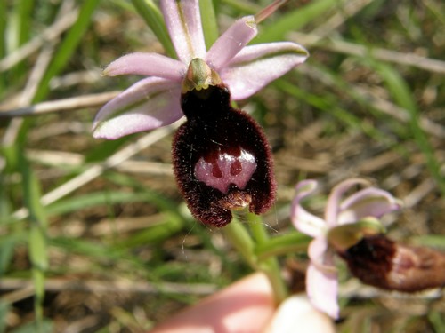 variabilit nella macula di Ophrys bertoloni