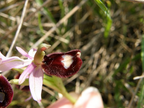 variabilit nella macula di Ophrys bertoloni