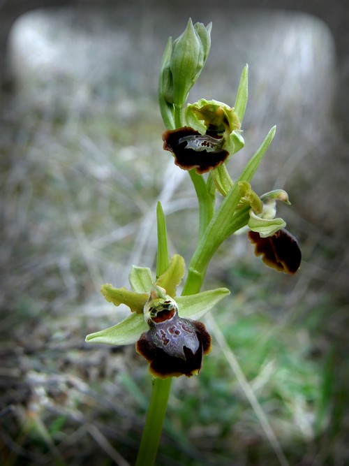 Ophrys tarquinia e garganica dalla Toscana (PI)