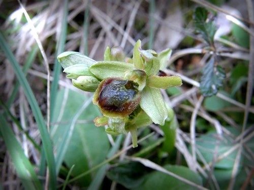 Ophrys tarquinia e garganica dalla Toscana (PI)