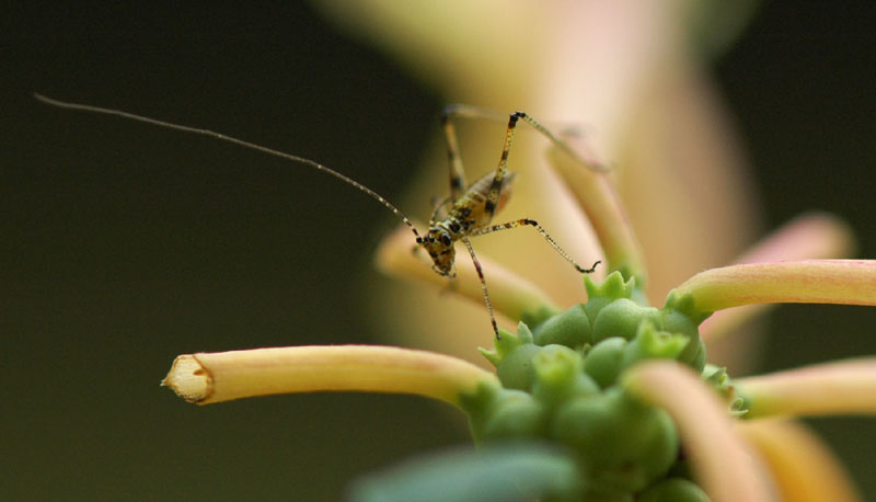 Neanidae di Phaneropteridae