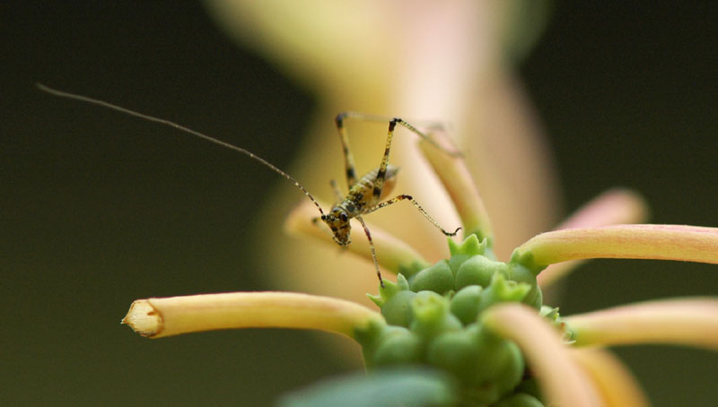 Neanidae di Phaneropteridae