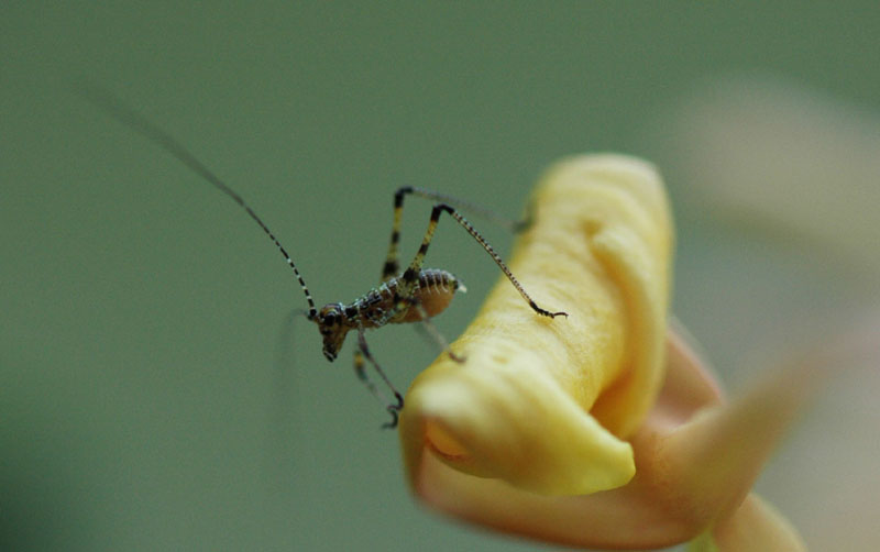 Neanidae di Phaneropteridae