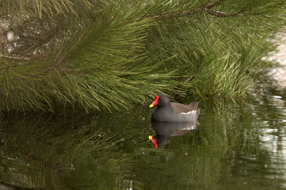 Al Lago di Baratz