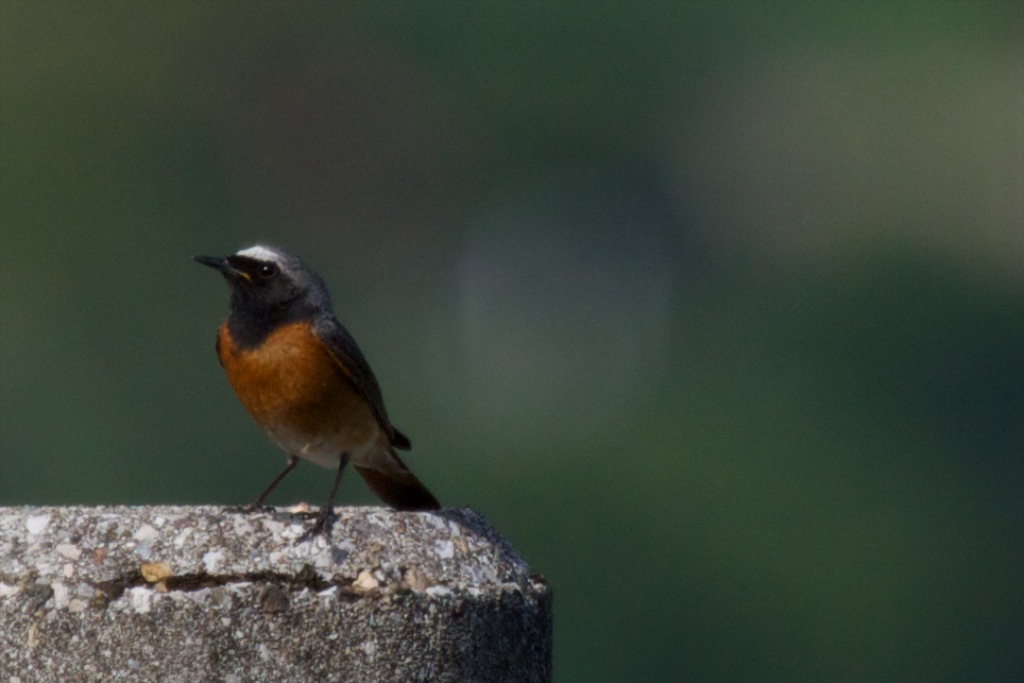 Identificazione uccelli orobici