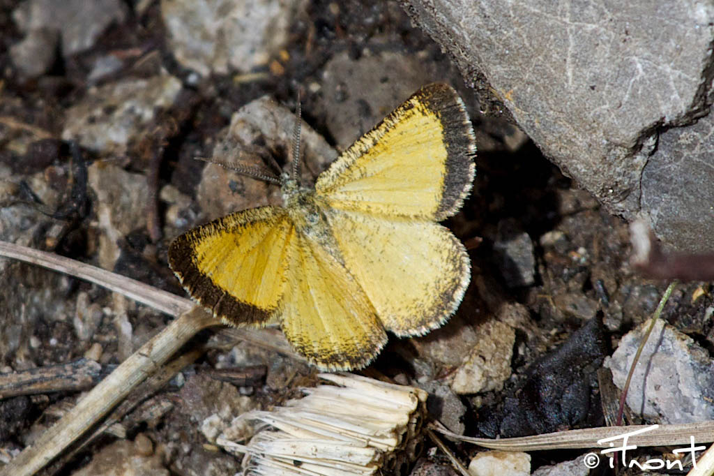 identificazione farfalla