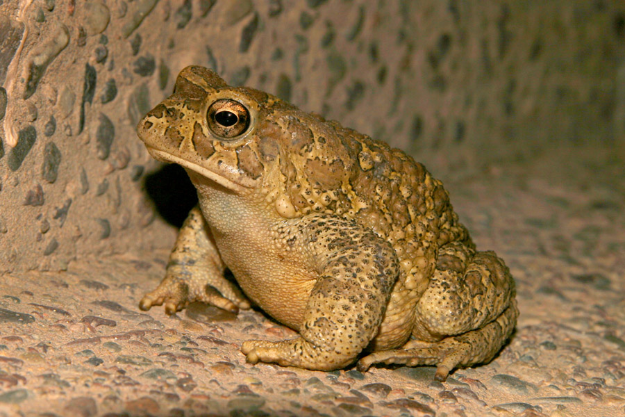 smeraldino o mauritanicus? Sclerophrys mauritanica (Marocco)