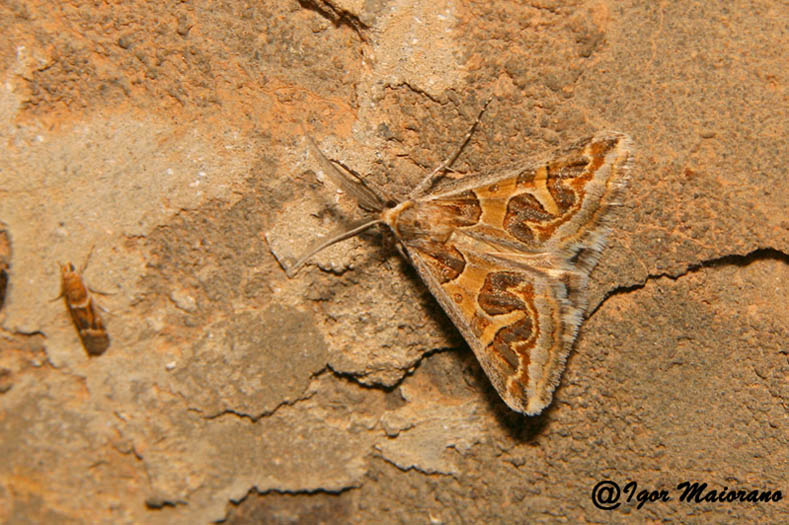 ID falena marocchina