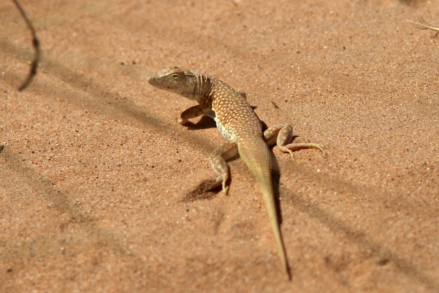 lucertola deserticola