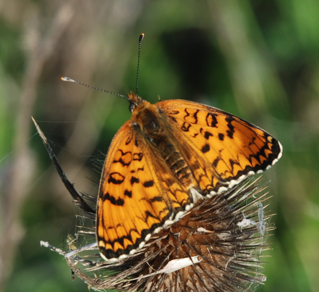 Identificazione strana Melitaea