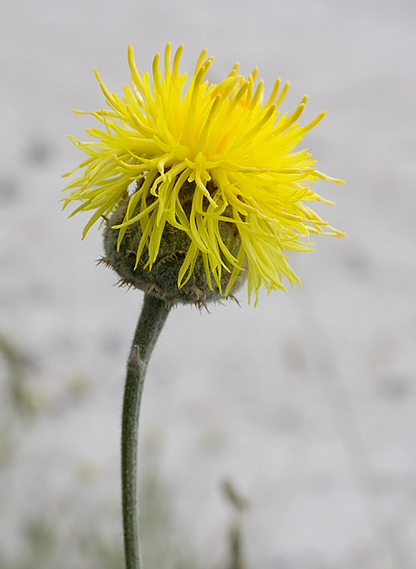 Capolini gialli...penduli - Cirsium erisithales