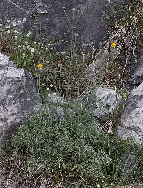 Capolini gialli...penduli - Cirsium erisithales