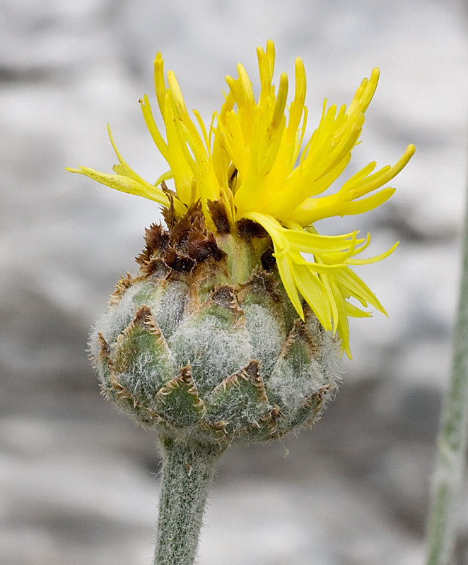 Capolini gialli...penduli - Cirsium erisithales