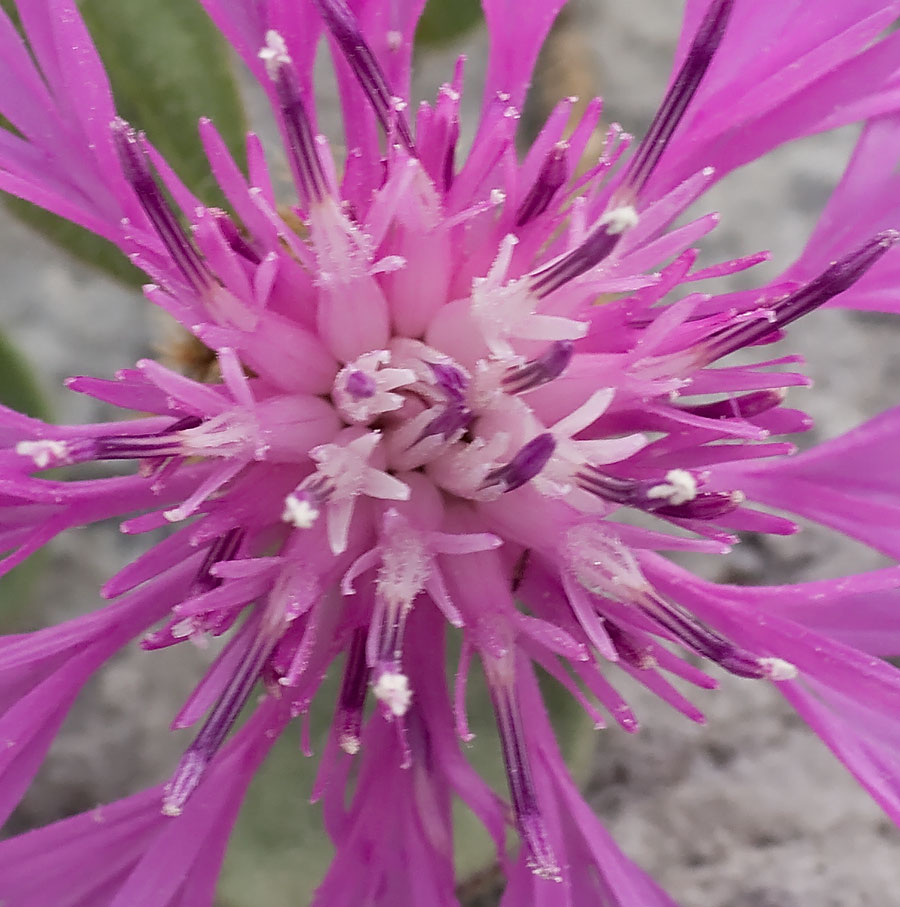 Aster amellus