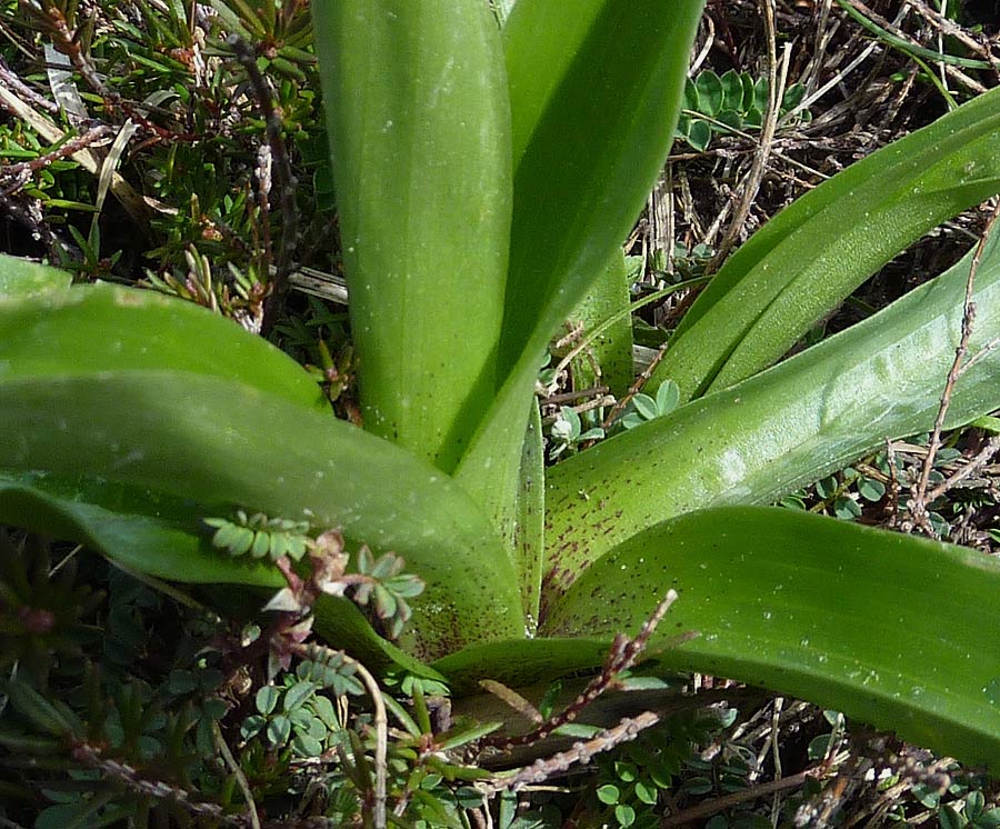 Rosetta di orchidea?