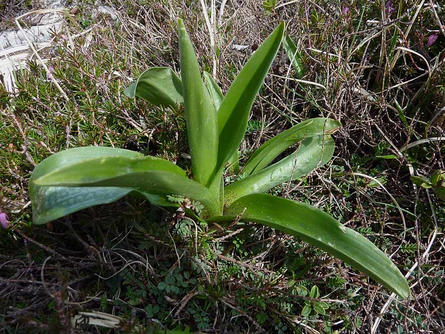 Rosetta di orchidea?