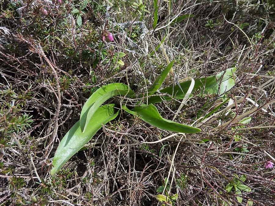 Rosetta di orchidea?