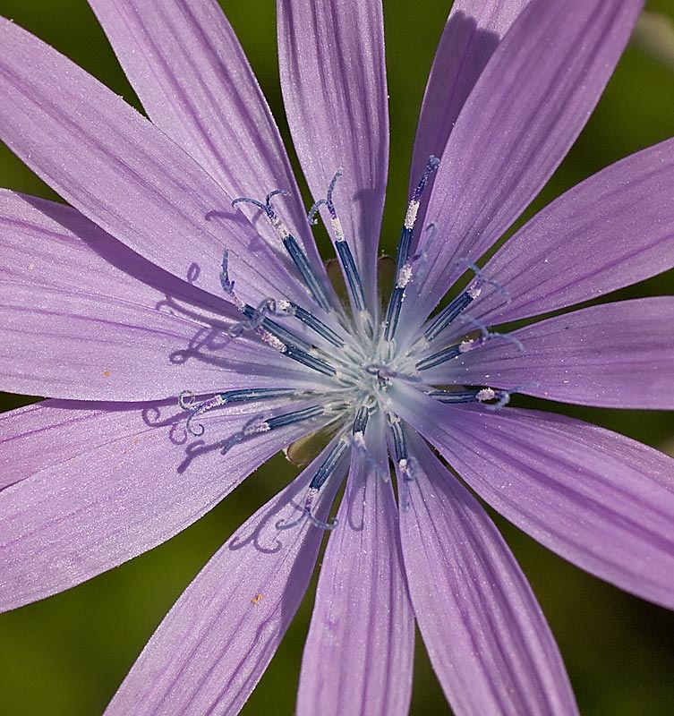 Aster amellus