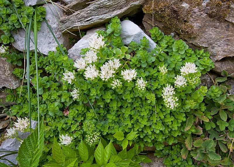 Phedimus spurius / Borraina caucasica