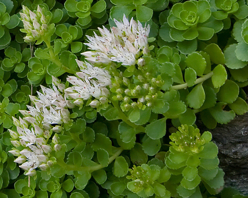 Phedimus spurius / Borraina caucasica