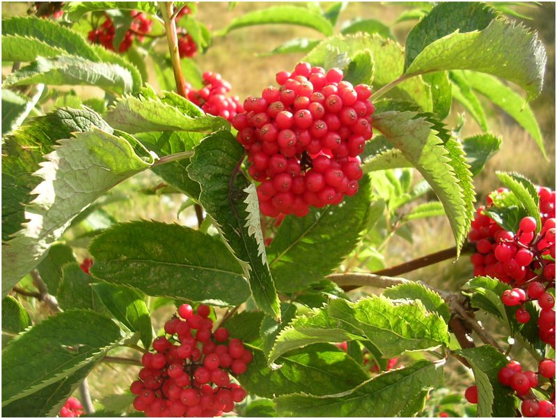 Sambucus racemosa