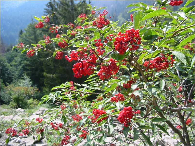 Sambucus racemosa