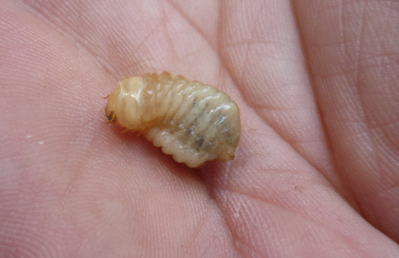 larva di Vesperus sp. (Cerambycidae)