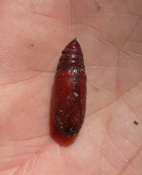 larva di Vesperus sp. (Cerambycidae)