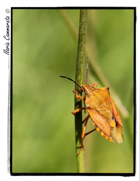 Pentatomidae: Carpocoris mediterraneus/fuscispinus