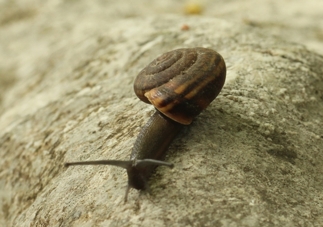 Campylea planospira del Lago Santo modenese