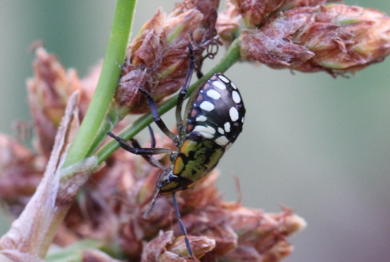 Pentatomidae: Nezara viridula (neanide) della Campania