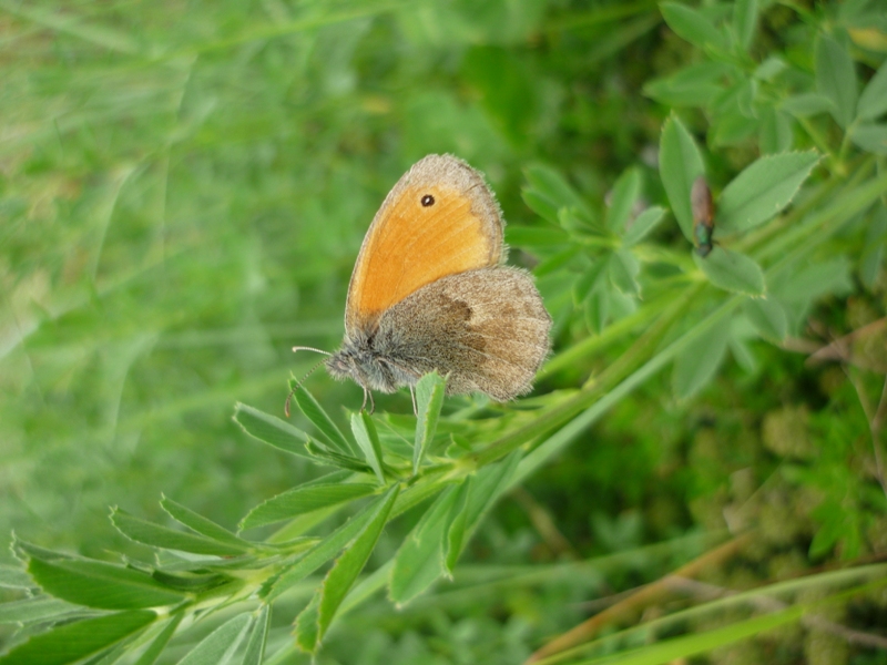 Coenonympha pamphilus?