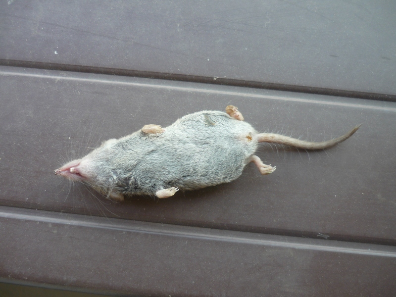 Crocidura suaveolens