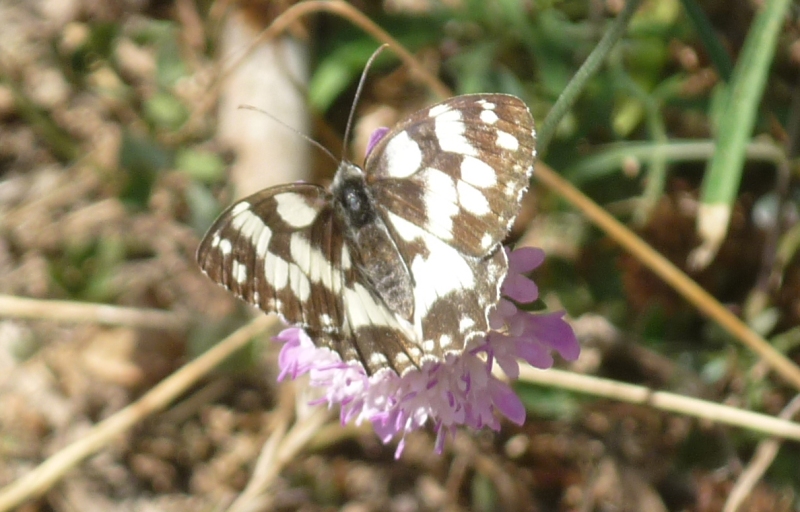 Determinazione Melanargia