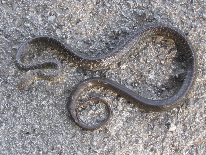 Serpente da identificare