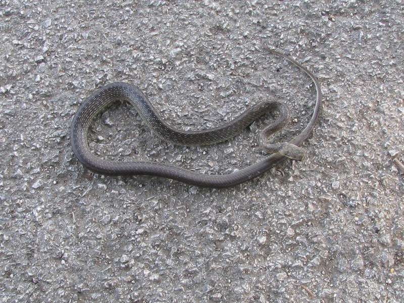 Serpente da identificare