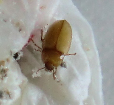 Trovato in spiaggia, mi ha morso anche (Phaleria?)