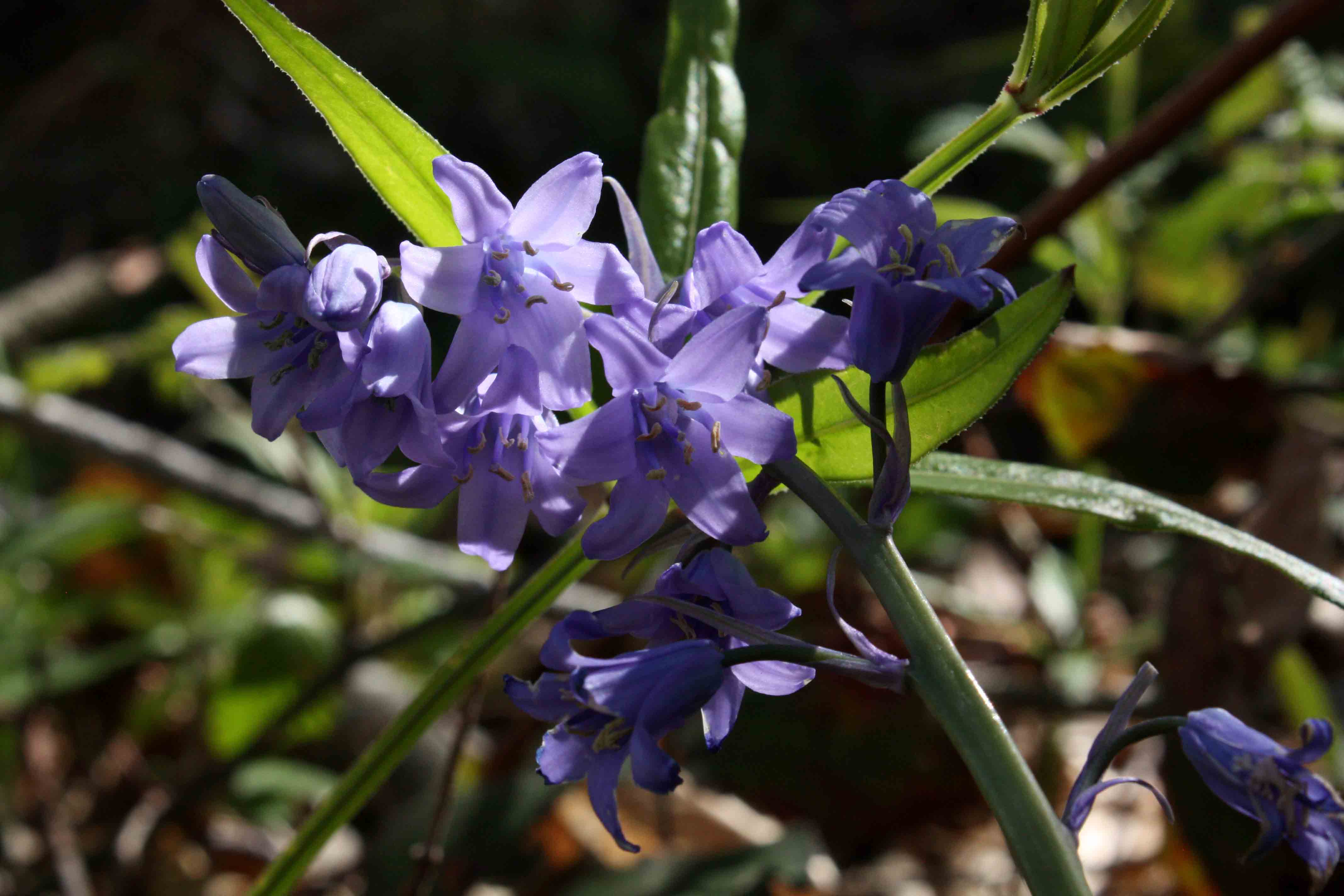 Hyacinthoides non-scripta