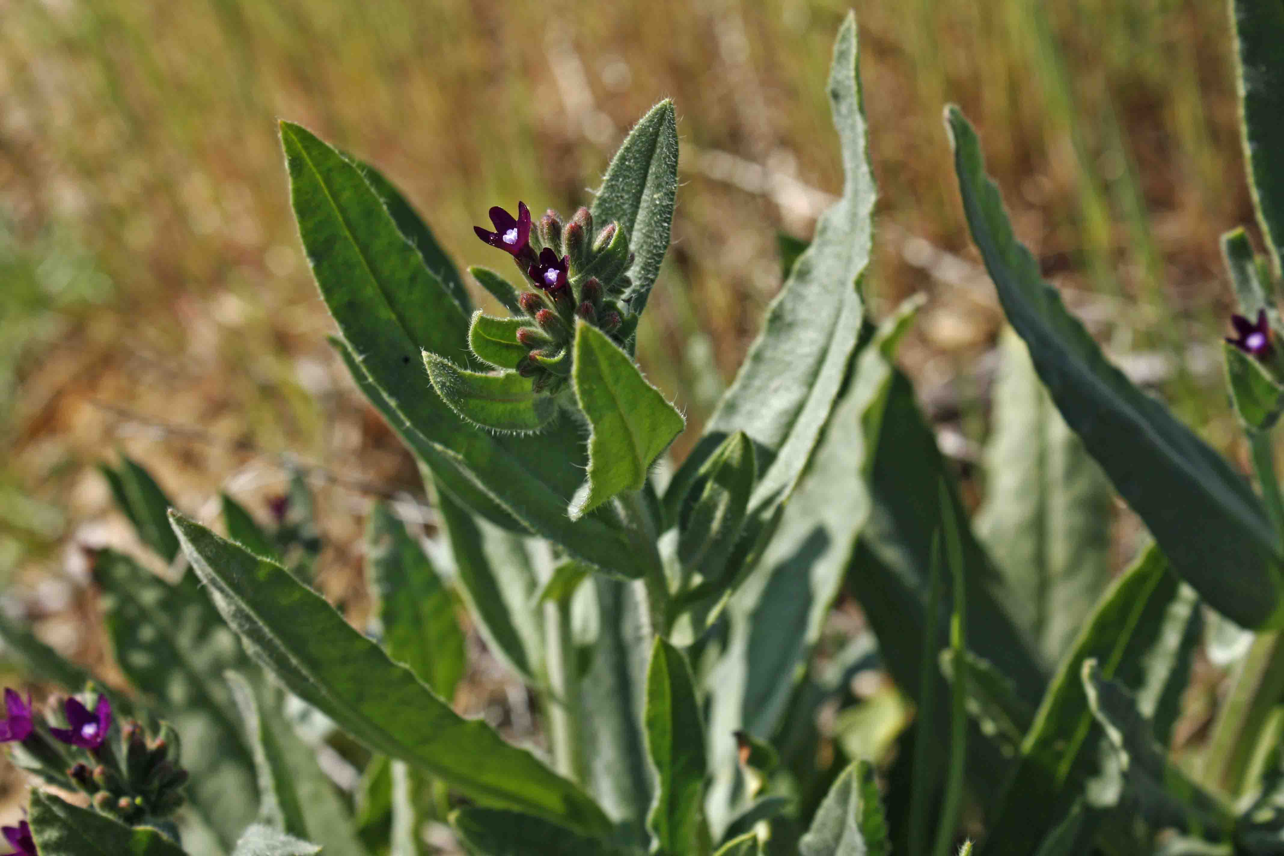 Anchusa undulata subsp. hybrida