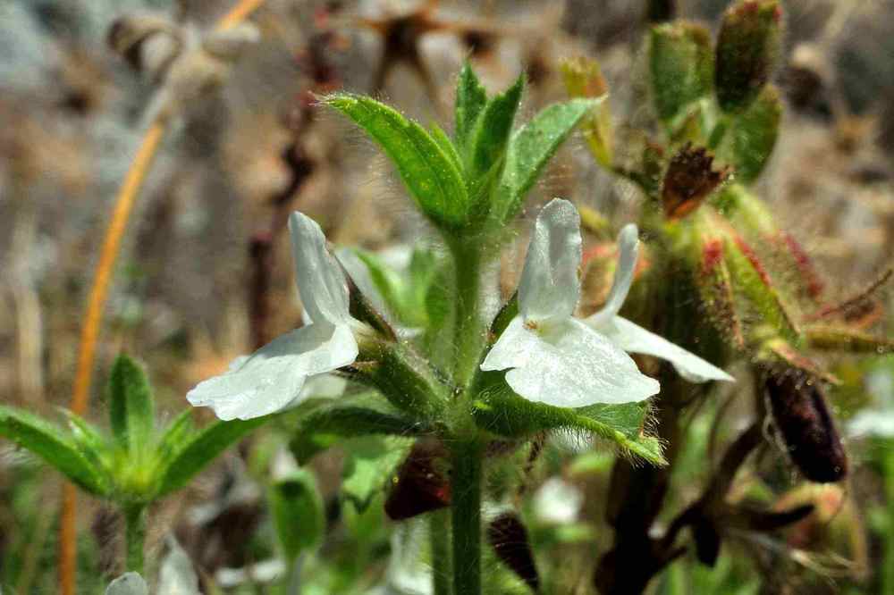 Sideritis romana