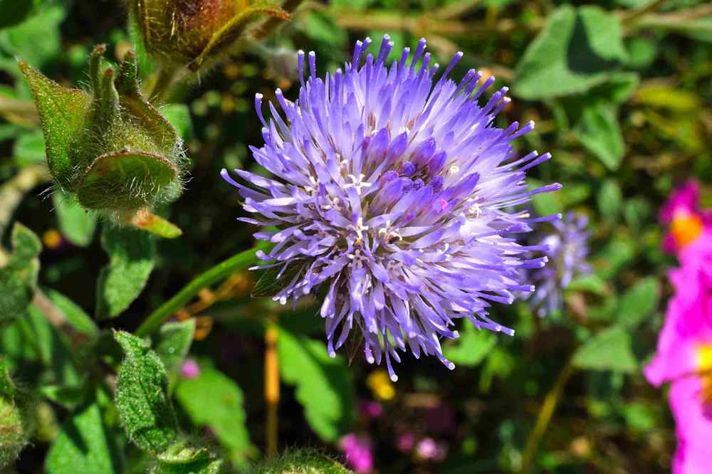 Jasione montana