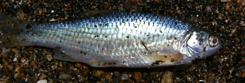 Moria di pesci (Rutilus sp.)