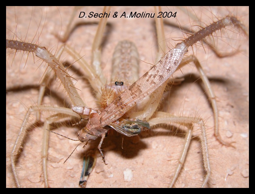 Solifugae: Galeodidae