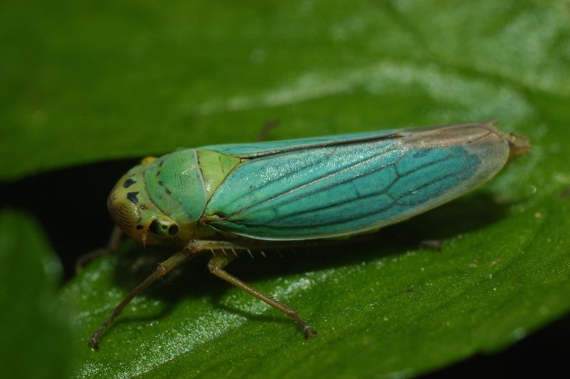 Cicadella viridis-scatti psichedelici