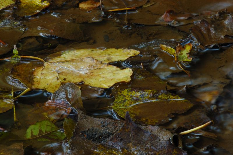 Dipingere con...l''acqua