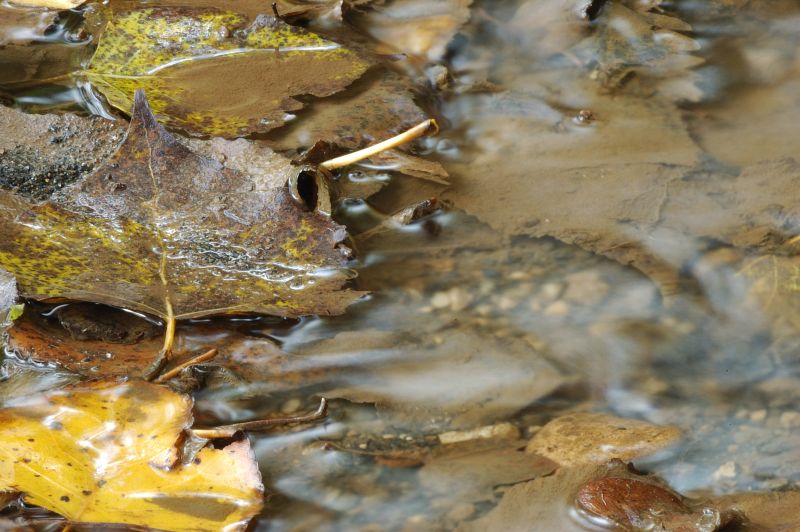 Dipingere con...l''acqua