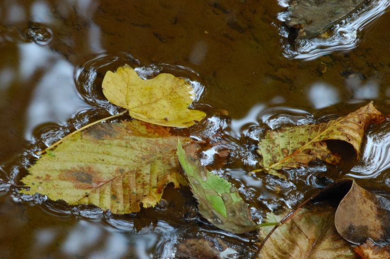 Dipingere con...l''acqua