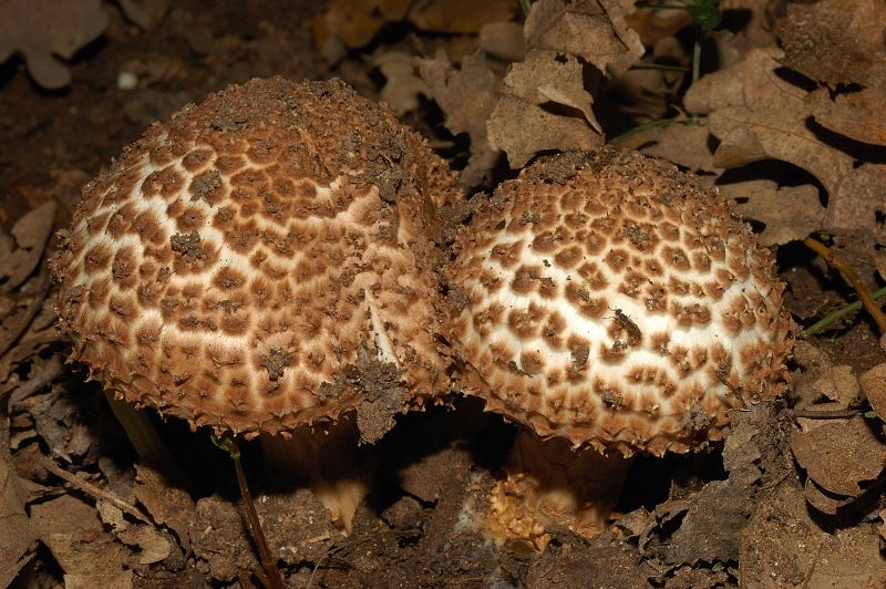 Piccola escursione in bosco di pianura